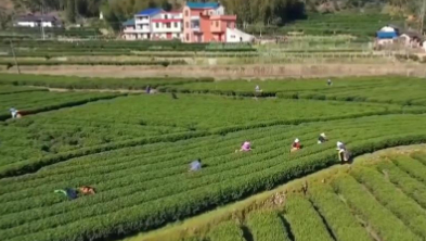 千城百縣看中國｜江西遂川：“茶票”助力“點茶成金”