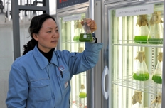 微藻示范基地工作人員現場操作