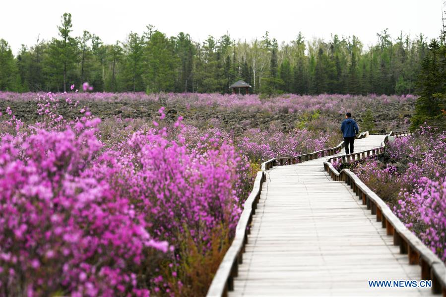 CHINA-HEILONGJIANG-YICHUN-AZALEA (CN)