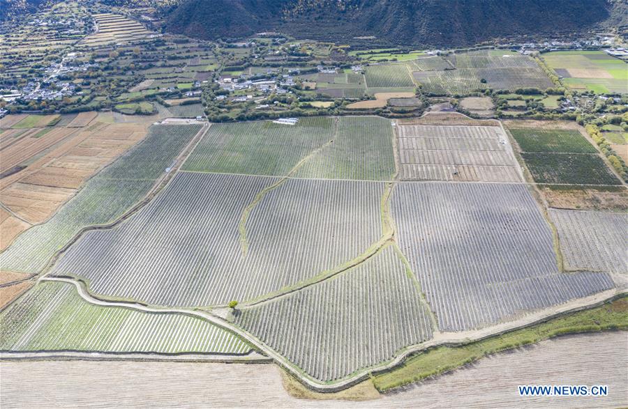 (InTibet) CHINA-TIBET-NYINGCHI-APPLE CULTIVATION PROFESSOR (CN)