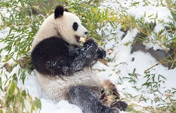 Giant pandas enjoy snow in China's Jiangsu