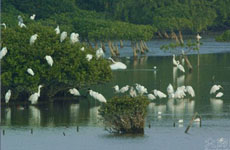 肯尼亞將制定國家計劃保護紅樹林