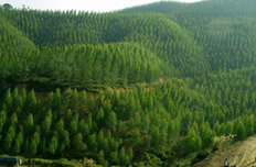 “美麗中國(guó)”風(fēng)來(lái)襲 節(jié)能環(huán)保林業(yè)最炫