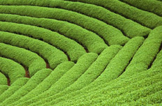 土壤修復(fù)將開啟萬(wàn)億投資規(guī)模