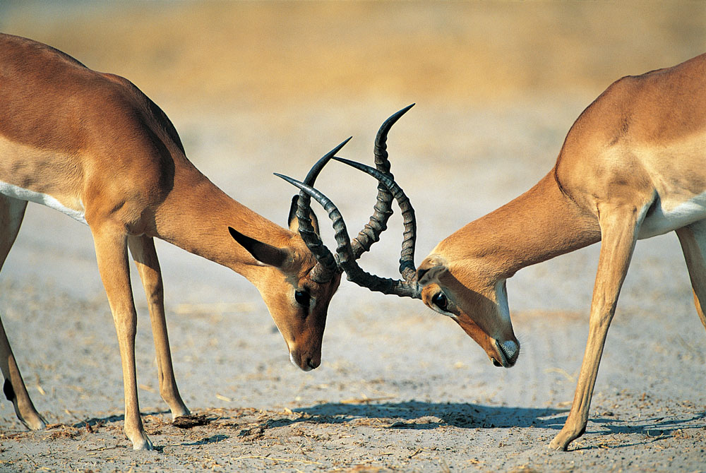 方正集團三高管接受調查 方正、政泉纏斗始末