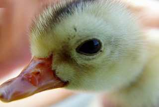 禽流感引發A股&ldquo;冰火兩重天&rdquo;