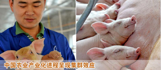 中國農業產業化進程呈現集群效應