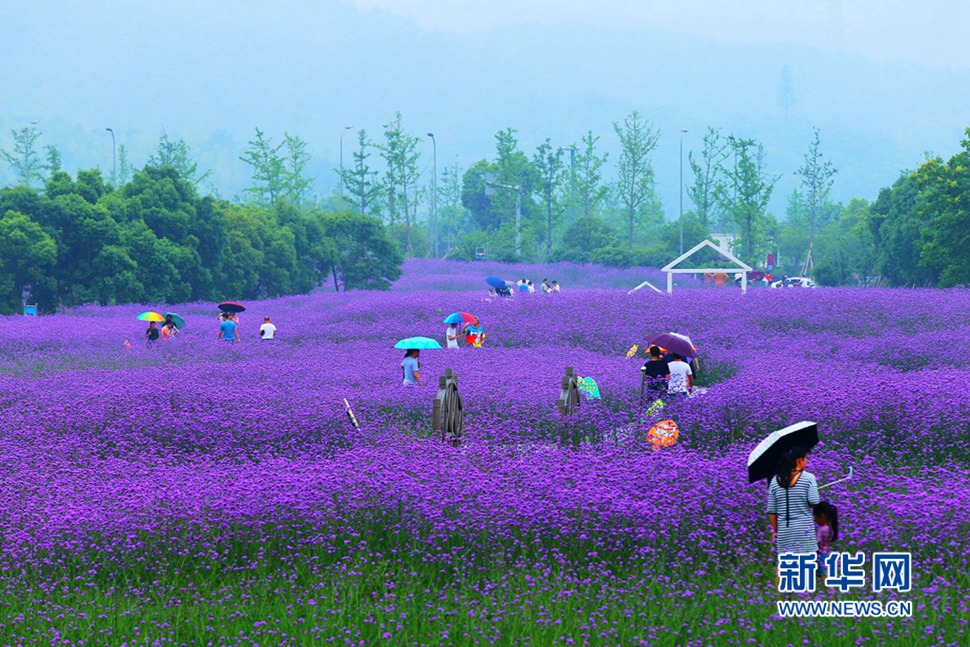 雨中游蓀湖花海，美翻了！