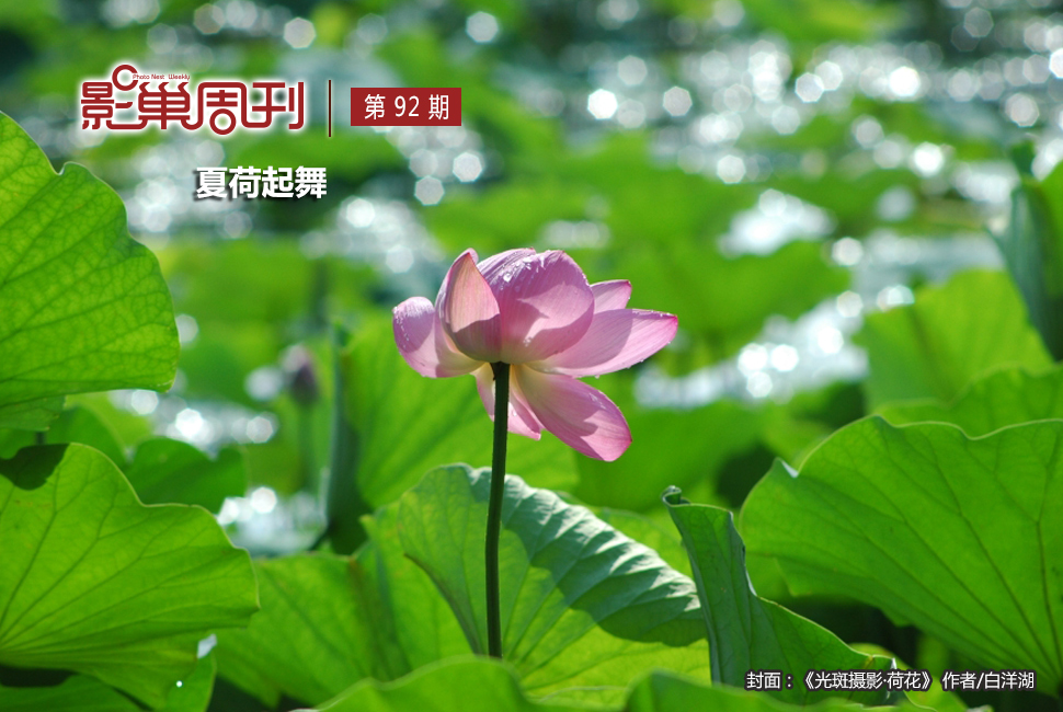 光斑攝影·荷花