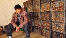 受禽流感沖擊 河南家禽養殖戶愁出路