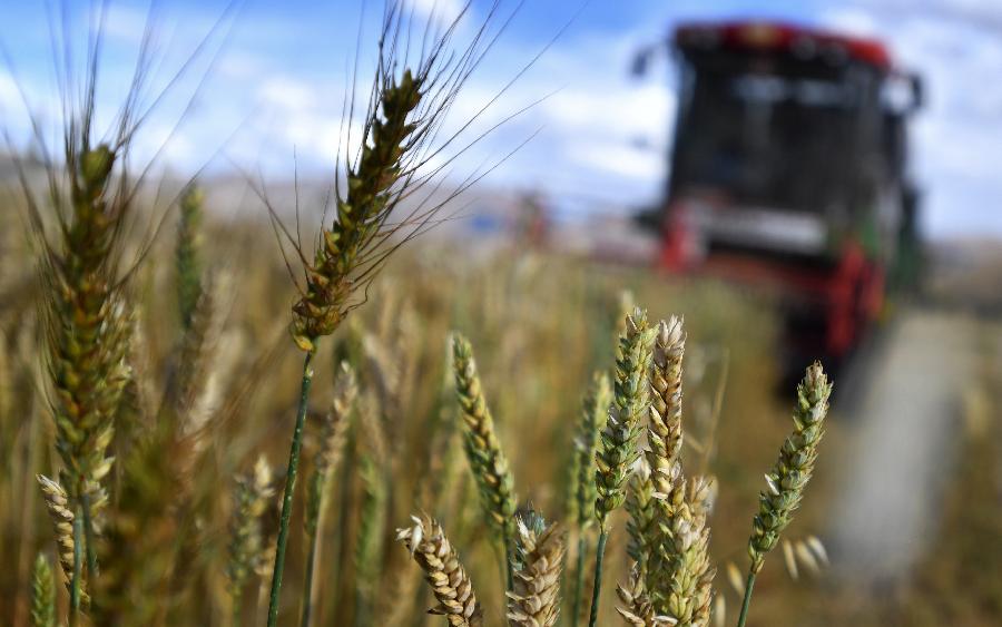 豐收的喜悅！看，各地秋收忙