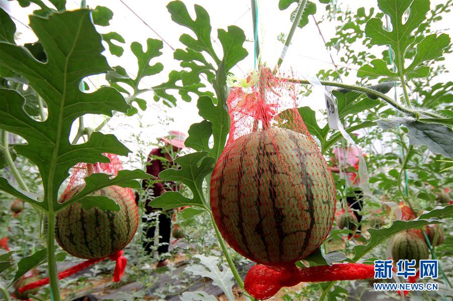 #（經(jīng)濟）（3）立夏將至農事忙