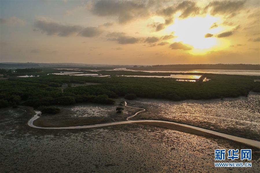 （圖文互動）（1）十年樹木、紅樹成林&mdash;&mdash;&ldquo;海上森林&rdquo;回歸記