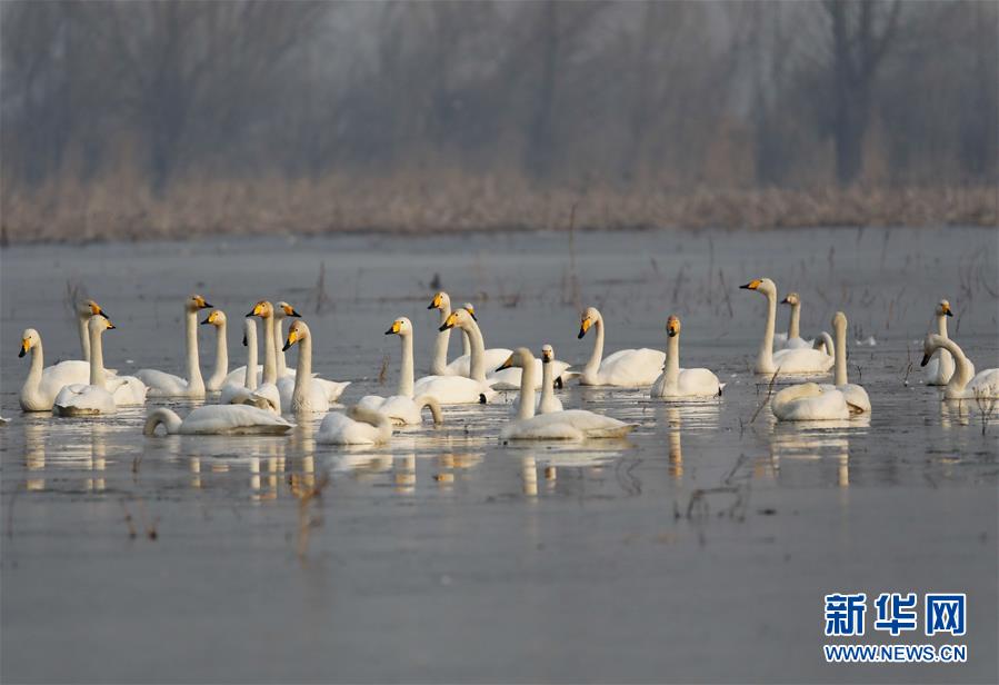 （環(huán)境）（1）河北官?gòu)d水庫(kù)天鵝舞