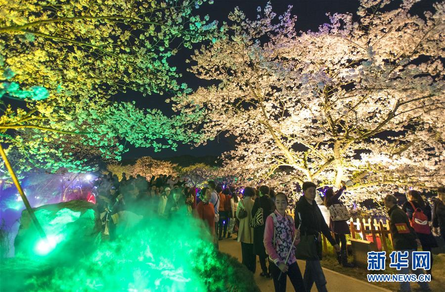 （春季美麗生態）（3）武漢：櫻花繽紛醉游人