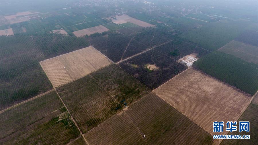 （在習近平新時代中國特色社會主義思想指引下&mdash;&mdash;新時代新氣象新作為&middot;圖文互動）（3）河南民權：三代造林人接力68年播綠黃河故道