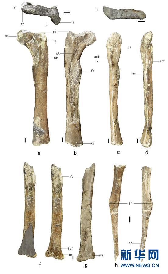 （XHDW&middot;圖文互動）（2）山東諸城發現小型獸腳類恐龍&ldquo;趙氏怪腳龍&rdquo;