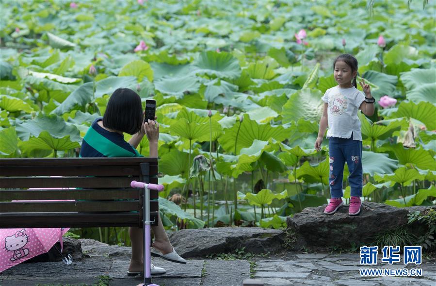 （環境）（1）西湖荷花盛開