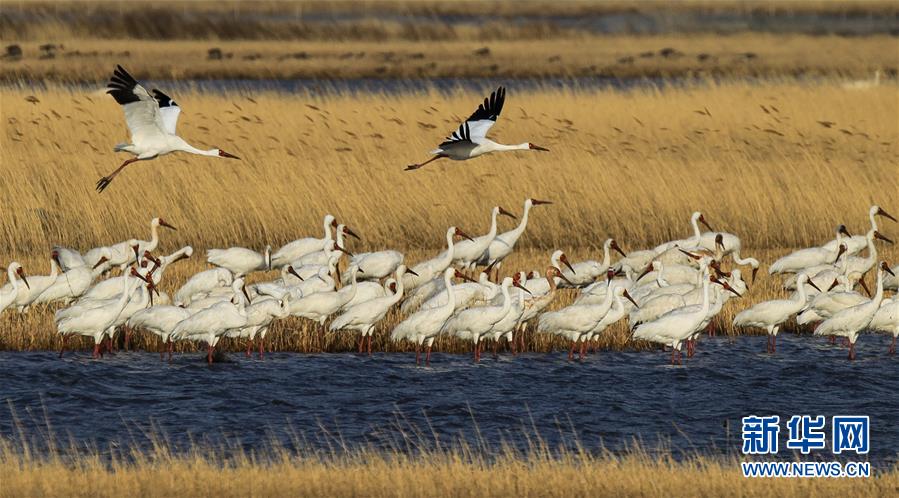 （壯闊東方潮 奮進新時代&mdash;&mdash;慶祝改革開放40年）（12）美麗中華大地書寫綠色傳奇