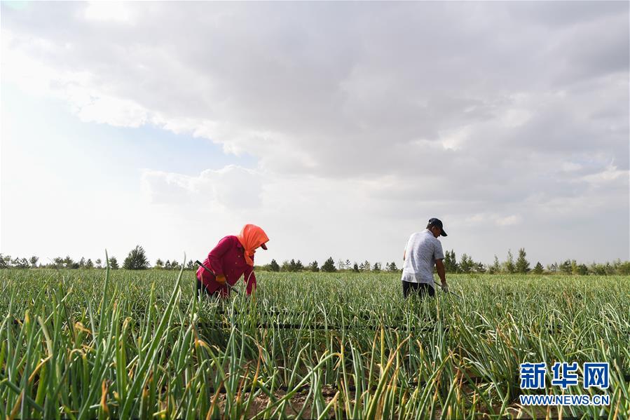 （新華全媒頭條&middot;在習(xí)近平新時(shí)代中國(guó)特色社會(huì)主義思想指引下&mdash;&mdash;新時(shí)代新作為新篇章&middot;圖文互動(dòng)）（3）綠富同興畫卷在沙海中鋪展&mdash;&mdash;庫(kù)布其沙漠生態(tài)治理紀(jì)實(shí)