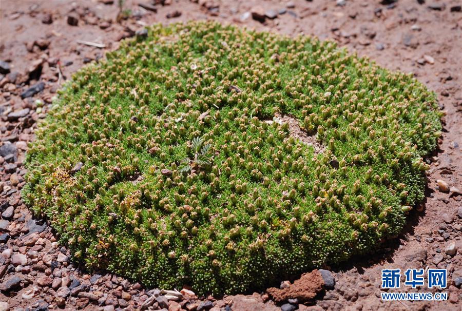 （新華全媒頭條&middot;圖文互動）（7）正在破譯的&ldquo;青藏密碼&rdquo;&mdash;&mdash;第二次青藏高原綜合科考首期成果發布