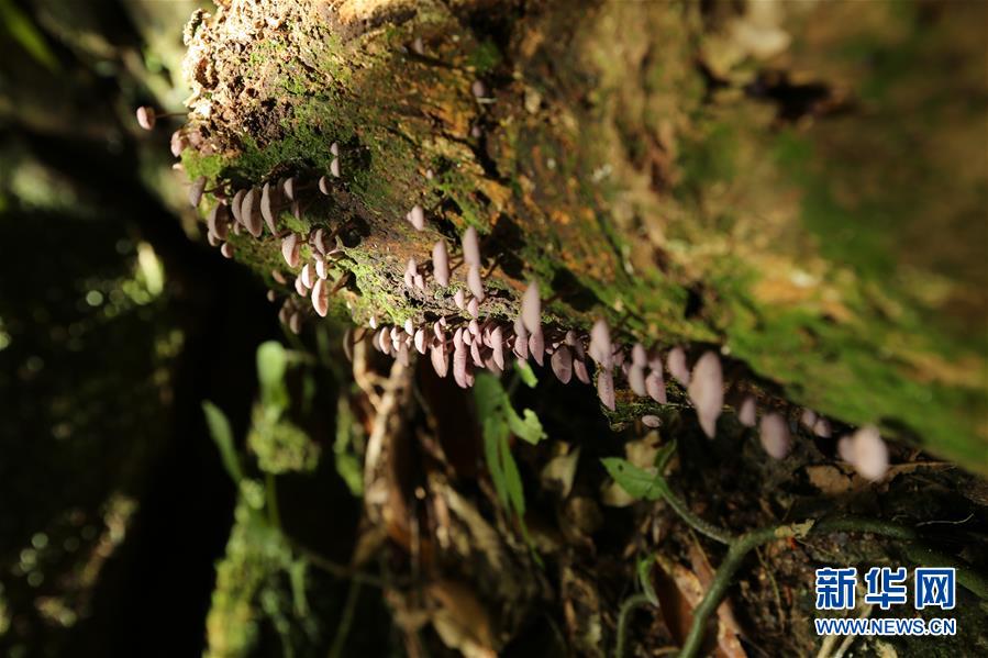 （新華全媒頭條&middot;圖文互動）（4）歸來的雨林 