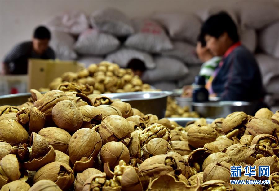 （在習近平新時代中國特色社會主義思想指引下&mdash;&mdash;新時代新作為新篇章&middot;鄉村振興戰略&middot;圖文互動）（3）&ldquo;小山貨&rdquo;成為&ldquo;黃金果&rdquo;&mdash;&mdash;河北涉縣山核桃&ldquo;抱團發展&rdquo;贏市場