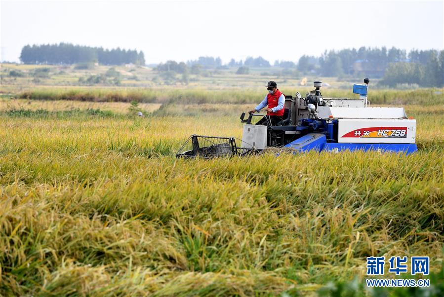 （新華全媒頭條&middot;壯闊東方潮　奮進(jìn)新時(shí)代&mdash;&mdash;慶祝改革開放40年&middot;圖文互動(dòng)）（9）小崗，與時(shí)代同行&mdash;&mdash;&ldquo;中國農(nóng)村改革第一村&rdquo;40年變遷的改革啟示