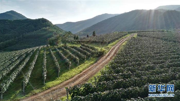 （百城百縣百企調(diào)研行&middot;圖文互動(dòng)）（7）吉林集安：邊陲&ldquo;綠色明珠&rdquo;為何如此閃亮？