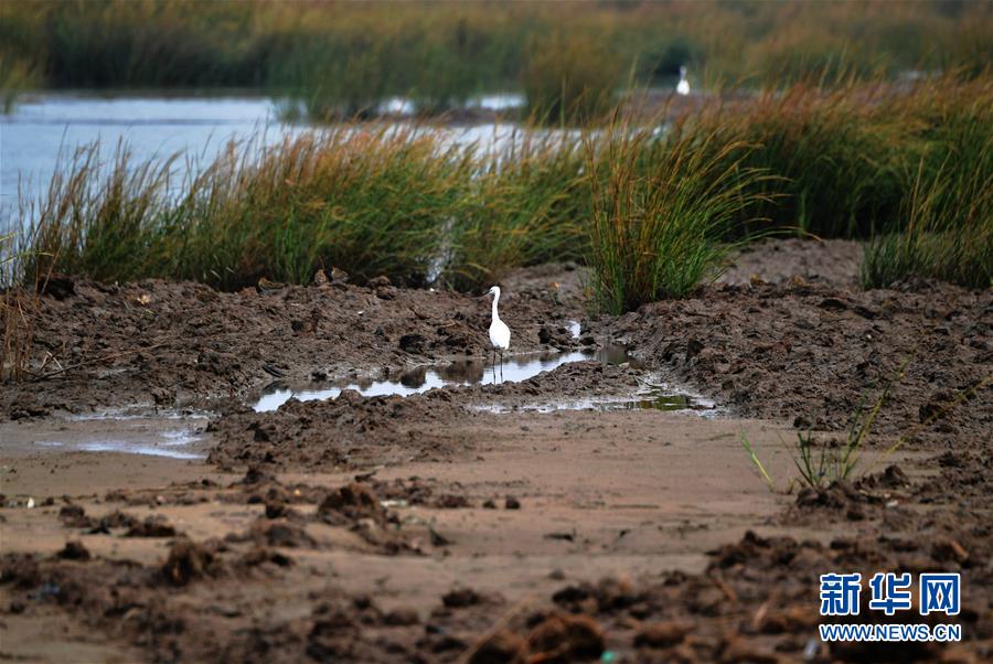 （新華視點(diǎn)&middot;圖文互動(dòng)）（4）福建10名黨員干部被問(wèn)責(zé)的背后：7部門十余次執(zhí)法未能有效制止泉州灣濕地圍墾行為
