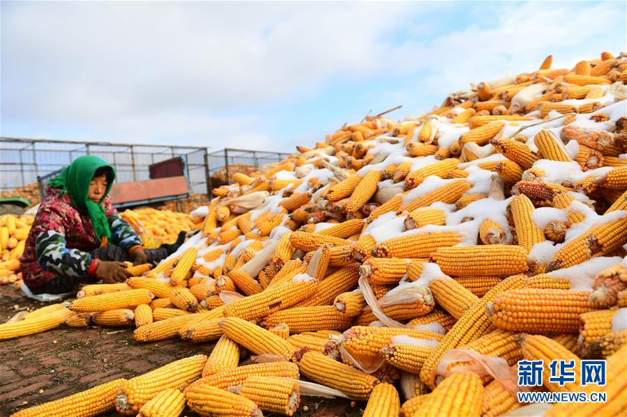 （在習近平新時代中國特色社會主義思想指引下&mdash;&mdash;新時代新作為新篇章&middot;鄉村振興戰略&middot;圖文互動）（1）吉林榆樹：產糧&ldquo;冠軍縣&rdquo;大旱之年從容應對減產考驗