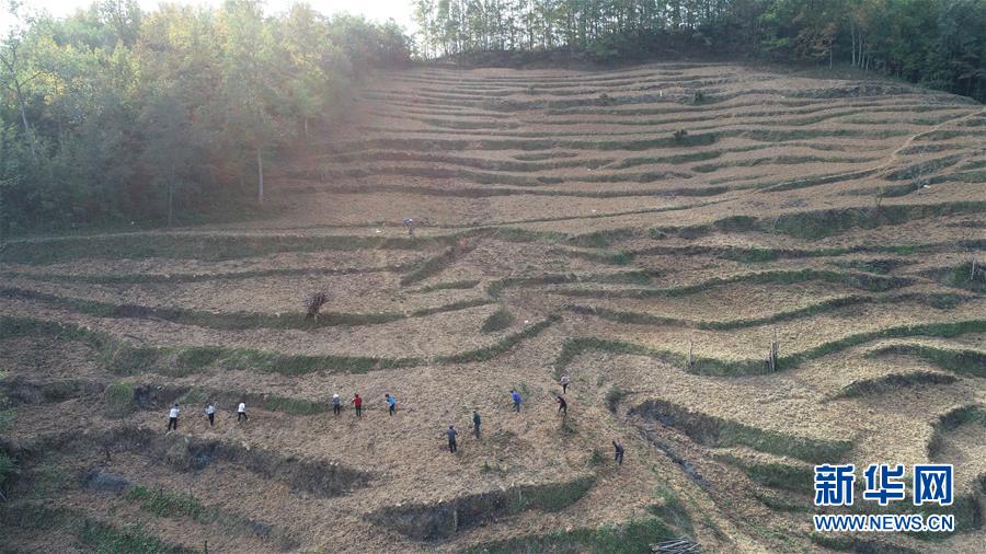 （在習(xí)近平新時(shí)代中國特色社會(huì)主義思想指引下&middot;慶祝改革開放40周年&middot;共享發(fā)展&middot;圖文互動(dòng)）（2）&ldquo;浙江親人&rdquo;請(qǐng)心安 白茶苗已種滿山&mdash;&mdash;浙江安吉捐贈(zèng)四川青川白茶苗種植地探訪