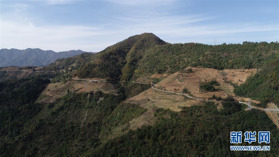 （在習(xí)近平新時(shí)代中國特色社會(huì)主義思想指引下&middot;慶祝改革開放40周年&middot;共享發(fā)展&middot;圖文互動(dòng)）（4）&ldquo;浙江親人&rdquo;請(qǐng)心安 白茶苗已種滿山&mdash;&mdash;浙江安吉捐贈(zèng)四川青川白茶苗種植地探訪