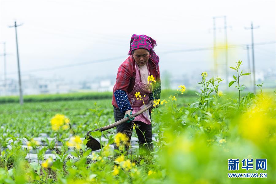 (社會)(1)貴州啟動脫貧攻堅“春季攻勢”
