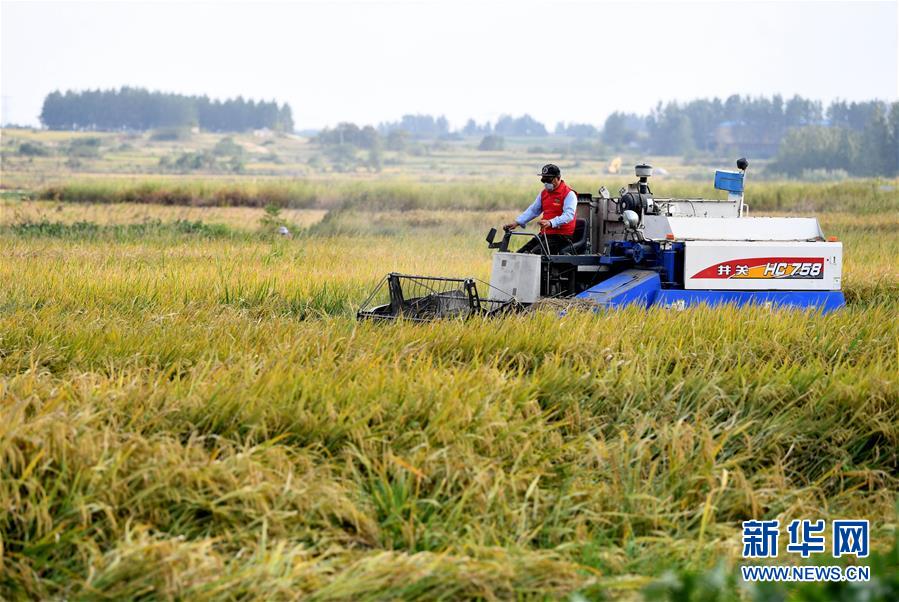 （新華全媒頭條&middot;愛國情 奮斗者&middot;圖文互動）（6）一個村的奮斗，一個時代的巨變&mdash;&mdash;記敢&ldquo;蹚新路&rdquo;的小崗人