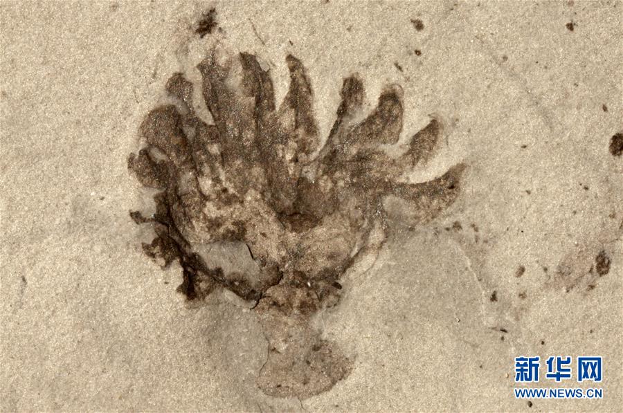 （新華全媒頭條&middot;圖文互動(dòng)）（9）探尋5億年前&ldquo;生命大爆炸&rdquo;之奧秘&mdash;&mdash;中國科學(xué)家發(fā)現(xiàn)寒武紀(jì)&ldquo;化石寶庫&rdquo;清江生物群紀(jì)實(shí)