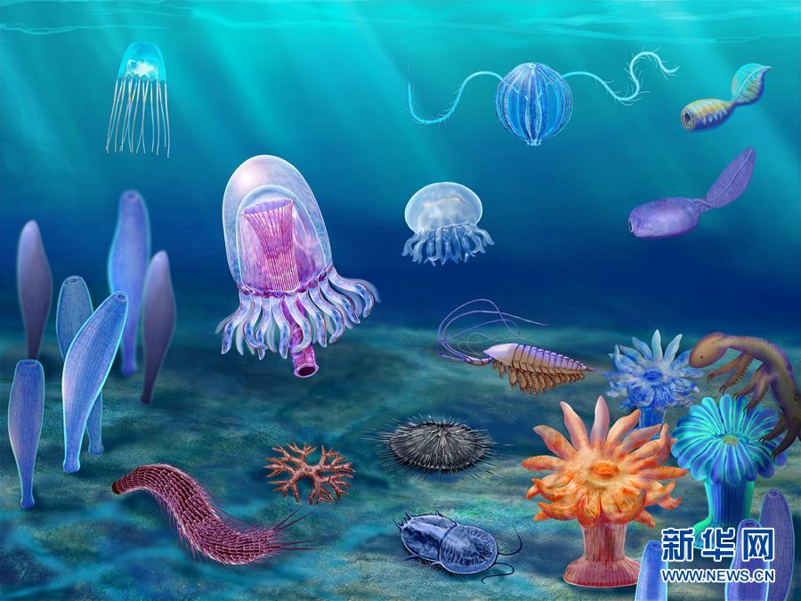 （新華全媒頭條&middot;圖文互動(dòng)）（15）探尋5億年前&ldquo;生命大爆炸&rdquo;之奧秘&mdash;&mdash;中國科學(xué)家發(fā)現(xiàn)寒武紀(jì)&ldquo;化石寶庫&rdquo;清江生物群紀(jì)實(shí)
