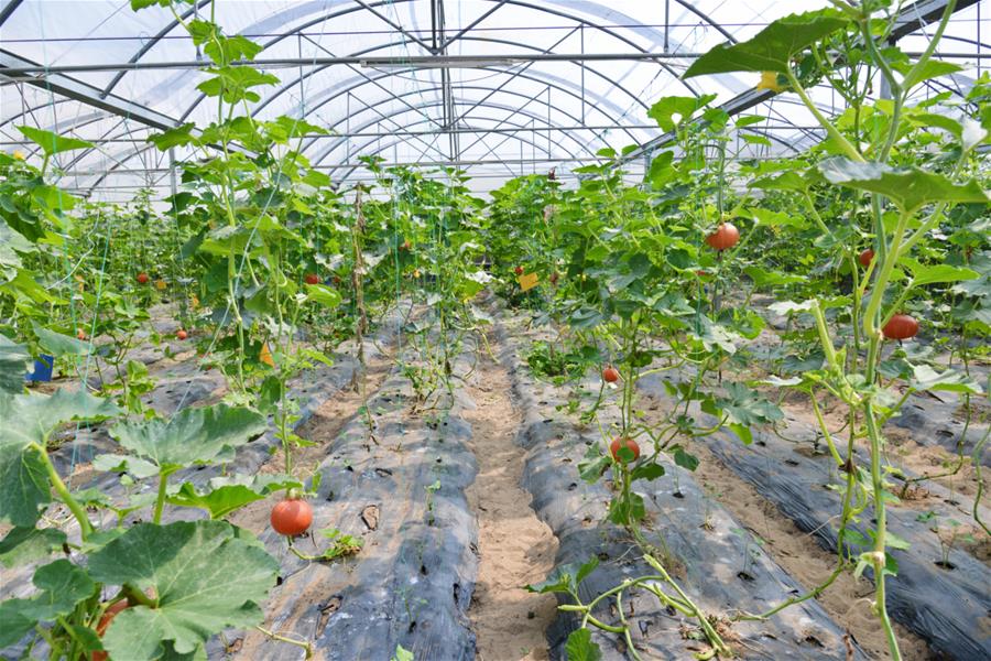 （新華全媒頭條&middot;北京世園會&middot;圖文互動）（16）建設美麗中國 共筑綠色家園&mdash;&mdash;寫在2019年中國北京世界園藝博覽會開幕之際
