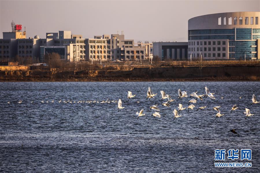（生態文明建設&middot;圖文互動）（6）從亂河灘到&ldquo;鳥的天堂&rdquo;&mdash;&mdash;一名攝影師鏡頭里的&ldquo;生態變奏曲&rdquo;
