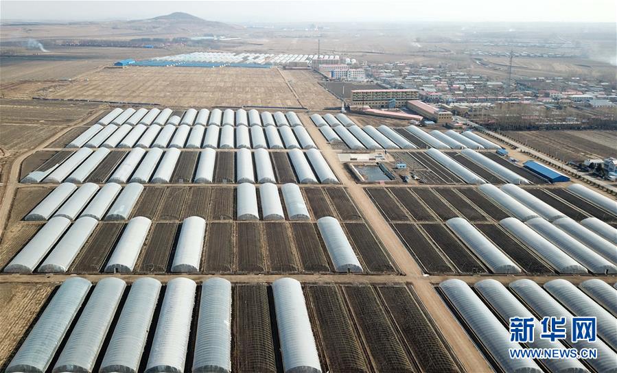 （壯麗70年　奮斗新時代&mdash;&mdash;推動高質量發展調研行&middot;圖文互動）（1）黑龍江賓縣：&ldquo;北菜南銷&rdquo;演繹結構調整&ldquo;大文章&rdquo; 