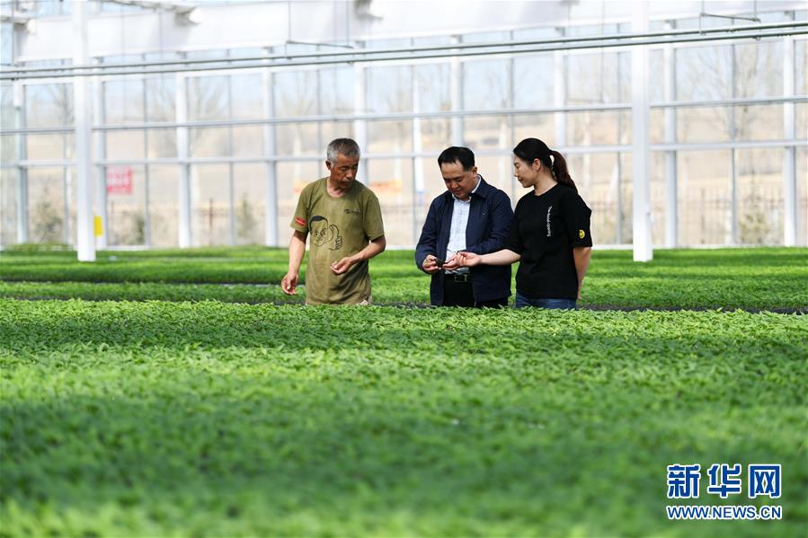 （壯麗70年　奮斗新時代&mdash;&mdash;推動高質量發展調研行&middot;圖文互動）（2）黑龍江賓縣：&ldquo;北菜南銷&rdquo;演繹結構調整&ldquo;大文章&rdquo; 