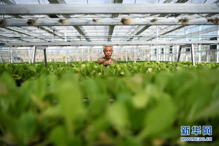 （壯麗70年　奮斗新時代&mdash;&mdash;推動高質量發展調研行&middot;圖文互動）（3）黑龍江賓縣：&ldquo;北菜南銷&rdquo;演繹結構調整&ldquo;大文章&rdquo; 