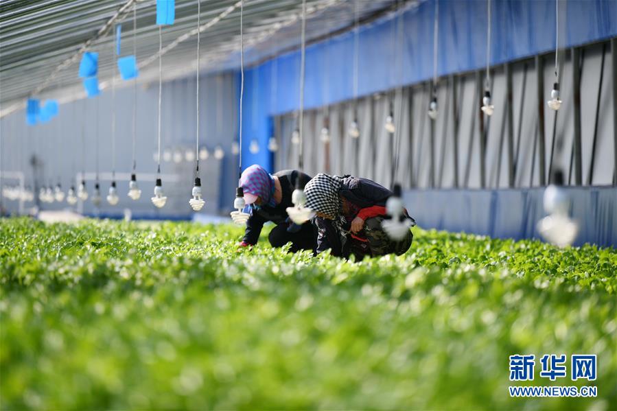 （壯麗70年　奮斗新時代&mdash;&mdash;推動高質量發展調研行&middot;圖文互動）（4）黑龍江賓縣：&ldquo;北菜南銷&rdquo;演繹結構調整&ldquo;大文章&rdquo; 