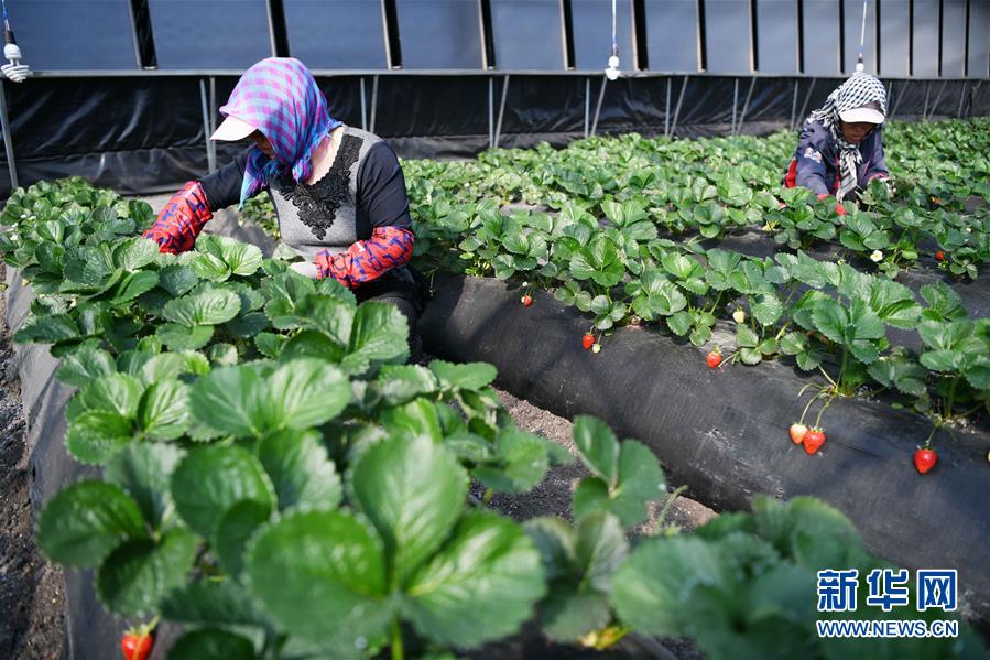 （壯麗70年　奮斗新時代&mdash;&mdash;推動高質量發展調研行&middot;圖文互動）（7）黑龍江賓縣：&ldquo;北菜南銷&rdquo;演繹結構調整&ldquo;大文章&rdquo; 