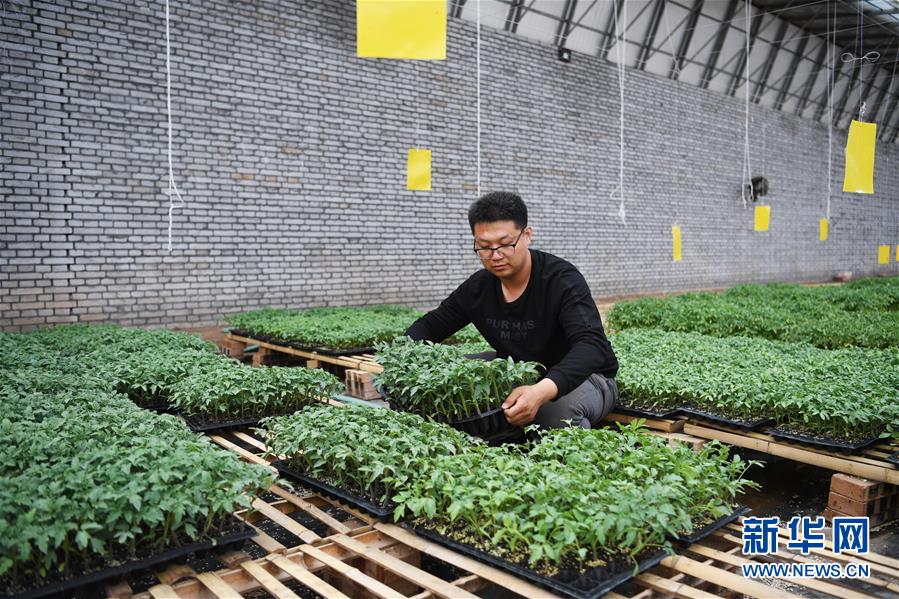 （在習近平新時代中國特色社會主義思想指引下&mdash;&mdash;新時代新作為新篇章&middot;圖文互動）（8）在綠色田野上書寫青春答卷&mdash;&mdash;幾位&ldquo;新農民&rdquo;的返鄉創業故事