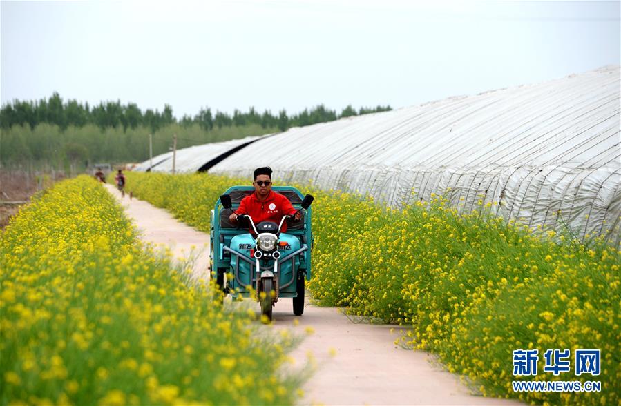 （新華全媒頭條&middot;愛國情 奮斗者&middot;圖文互動）（6）把論文寫在祖國的大地上&mdash;&mdash;中國農(nóng)業(yè)大學46年扎根河北曲周服務(wù)鄉(xiāng)村振興紀實
