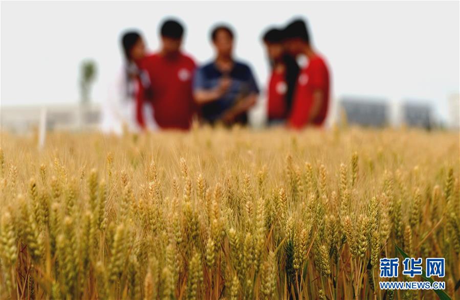 （新華全媒頭條&middot;愛國情 奮斗者&middot;圖文互動）（7）把論文寫在祖國的大地上&mdash;&mdash;中國農(nóng)業(yè)大學46年扎根河北曲周服務(wù)鄉(xiāng)村振興紀實