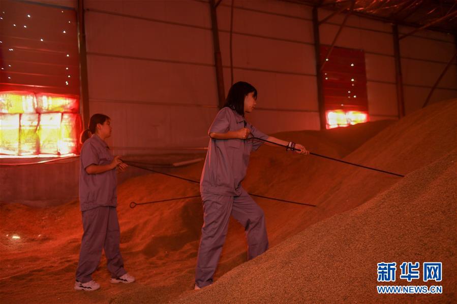 （在習近平新時代中國特色社會主義思想指引下&mdash;&mdash;新時代新作為新篇章&middot;圖文互動）（4）大學生種田讓農民&ldquo;老把式&rdquo;開了眼&mdash;&mdash;吉林長白山下的稻田新事