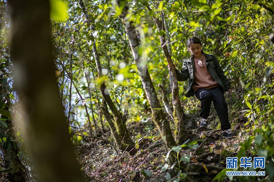 （直過(guò)民族脫貧攻堅(jiān)&middot;圖文互動(dòng)）（6）滿目青山變成&ldquo;綠色銀行&rdquo;&mdash;&mdash;我國(guó)獨(dú)龍族人民走出綠色脫貧之路