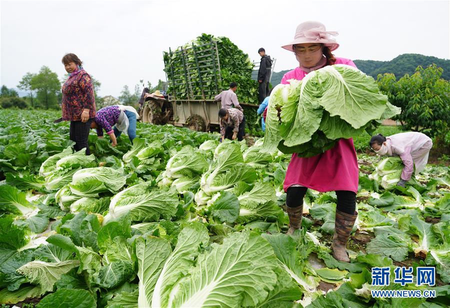 （走基層 聽民聲&middot;圖文互動）（1）陜西：太白山下種蔬菜 質優價高不愁賣